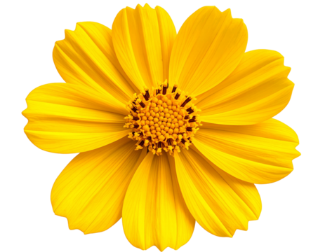 Vibrant yellow flower, close-up