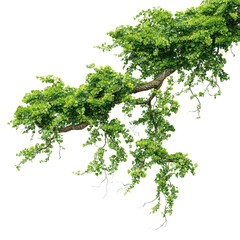 Naklejka premium Lush Green Tree Branch with Vibrant Foliage, Isolated on Green Transparent background