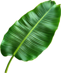 A Vibrant Green Banana Leaf