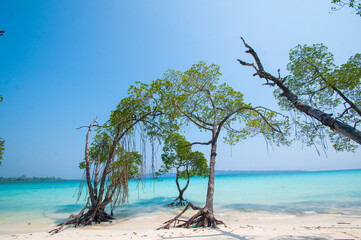 Beautiful tree on Havelock Island Beach.