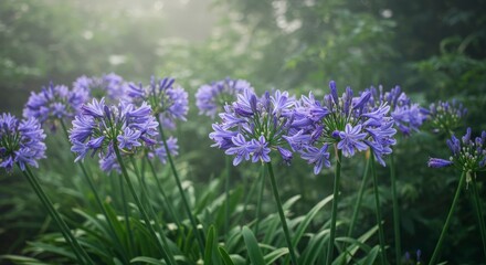 Mystical Agapanthus Blooms: Capturing the Serene Beauty in a Foggy Garden