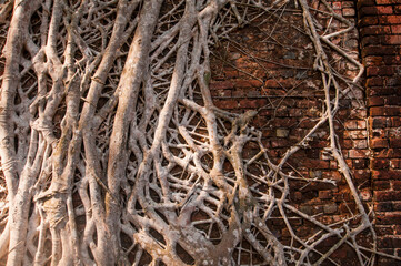 Old tree roots covered walls. Abstract Background