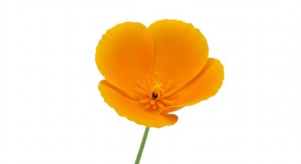 Radiant golden poppy blossom isolated against pure white background