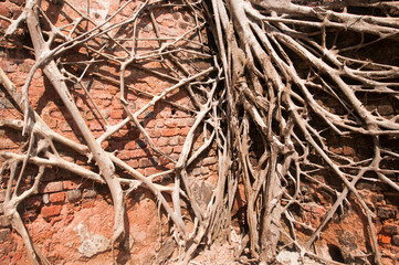 Old tree roots covered walls. Abstract Background