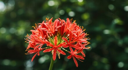 Radiant Lycoris Radiata Blooming Profusely Against Blurry Verdant Backdrop