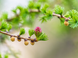 Obraz premium Larch tree fresh pink cones blossom at spring on nature background