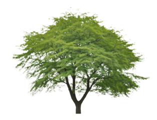 Mature Maple Tree Isolated on White Background