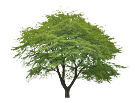 Mature Maple Tree Isolated on White Background