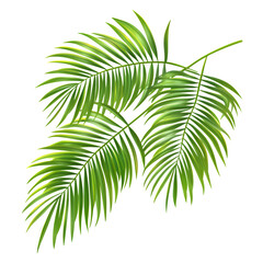 Fototapeta premium Palm tree leaves Isolated on White