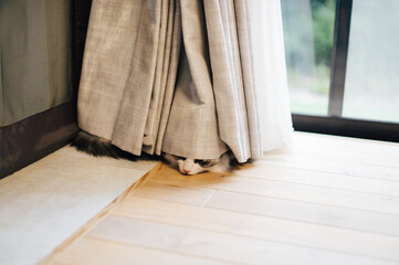 カーテンから覗く猫