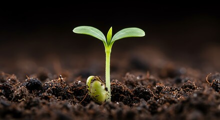 Seedling Emerges from Soil Symbolizing Hope New Beginnings Growth and Potential in Agriculture Nature's Resilience and Sustainable Development