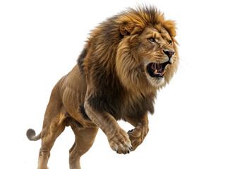 Obraz premium Lion leaping with open mouth on Transparent Background