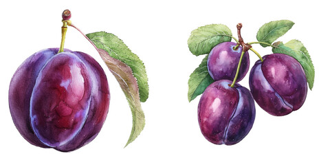 plum fruit watercolor vector illustration © Dar