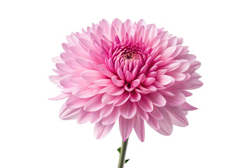 pink dahlia isolated on white background