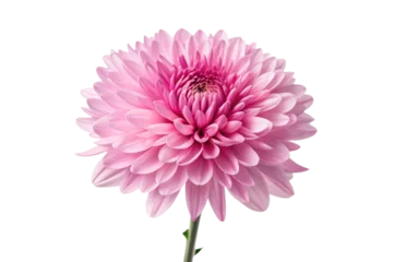 pink dahlia isolated on white background © rohan