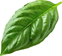 Close-up View of a Fresh Basil Leaf