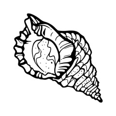 decorative spiral shell vector art