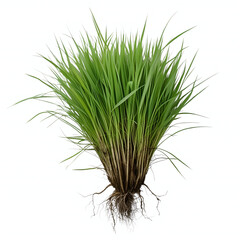 Obraz premium grass isolated on white background