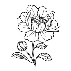 elegant peony flower line art vector