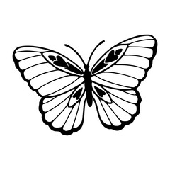 elegant butterfly line art vector