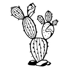 opuntia cactus vector artwork