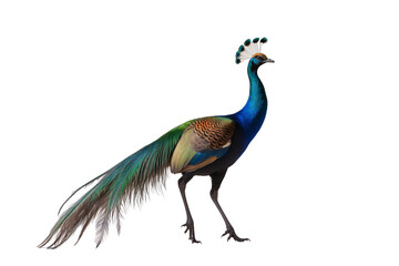 Majestic Indian Peafowl Vibrant Plumage and Elegant Pose