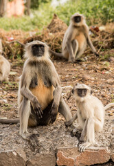 Gray langur monkeys in rural India.