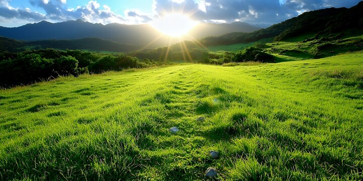 Green Field Sunset Scene