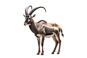 Majestic Sable Antelope A Stunning Portrait of African Wildlife