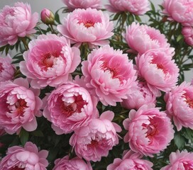 Fototapeta premium Dense cluster of pink peonies, soft background , fresh, texture, elegant