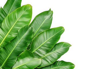 Green banana leaves corner on transparent background © MdKorban