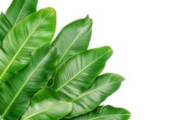 Green banana leaves corner on transparent background