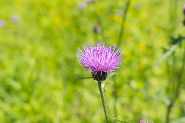 野山に咲くノアザミの紫の花02