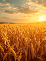 Obraz premium Golden wheat spikes glowing in warm sunlight. Ideal for agricultural themes, nature blogs, organic product ads, seasonal posters, and rural lifestyle content