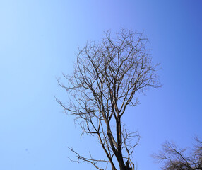 Trees on blue sky background