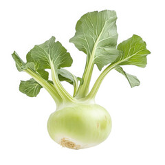 Close up of a single kohlrabi on white on transparent background