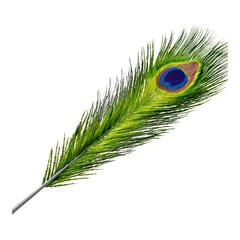 Obraz premium Vibrant Peacock Feather with Transparent Background for Graphic Design