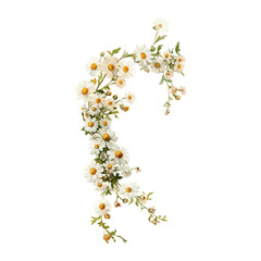 Daisy flowers frames daisies daisy art vector