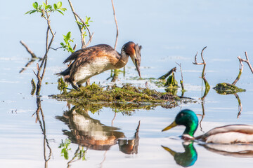 Great Crested Grebe, Podiceps cristatus, water bird sitting on the nest, nesting time on the green lake