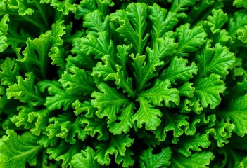 Vibrant green kale leaves, fresh & healthy, perfect for smoothies & salads, garden, leaves