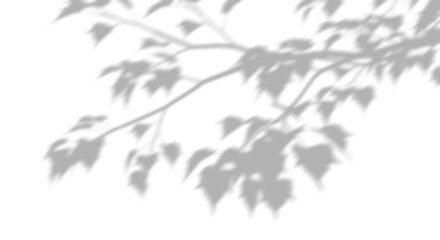 Shadow leafs branches move serenity cut out transparent backgrounds 3d rendering png