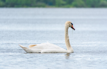 Graceful white Swan swimming in the lake, swans in the wild. Portrait of a white swan swimming on a lake.