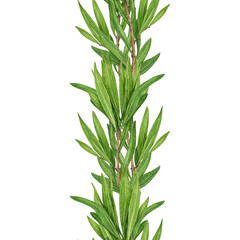 Tea tree plant seamless border watercolor illustration. Melaleuca alternifolia essential herb botanical illustration. Tea tree branch with green leaves. Medicinal aroma scented plant element