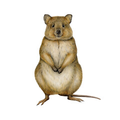 Realistic quokka hand drawn watercolor vintage style illustration. Cute Australian native marsupial mammal. Short tailed scrub wallaby isolated on white background