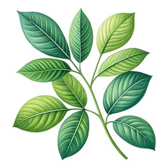 Fototapeta premium green leaves isolated on white background