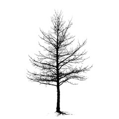 Fototapeta premium Fir Tree silhouette tree illustration vector