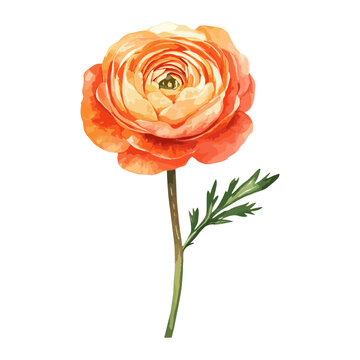Ranunculus clip art illustration watercolor ranunculus vector
