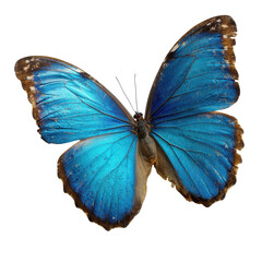 Close-up of a vibrant blue butterfly with delicate wings. transparent background