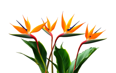 Field of orange Strelitzia Reginae tropical flowers, isolated on a transparent background. PNG