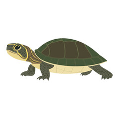 Obraz premium Illustration of European Pond Turtle turtle background reptile vector